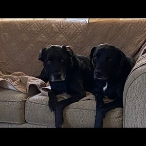 Meet your Posher, Steven